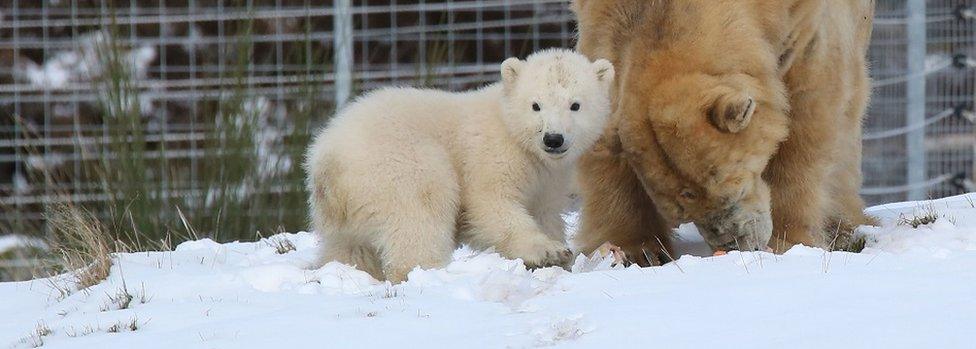 Polar bear cub