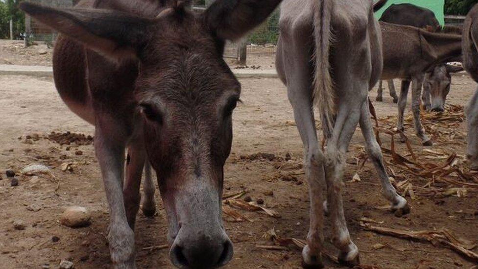 Donkeys at the sanctuary