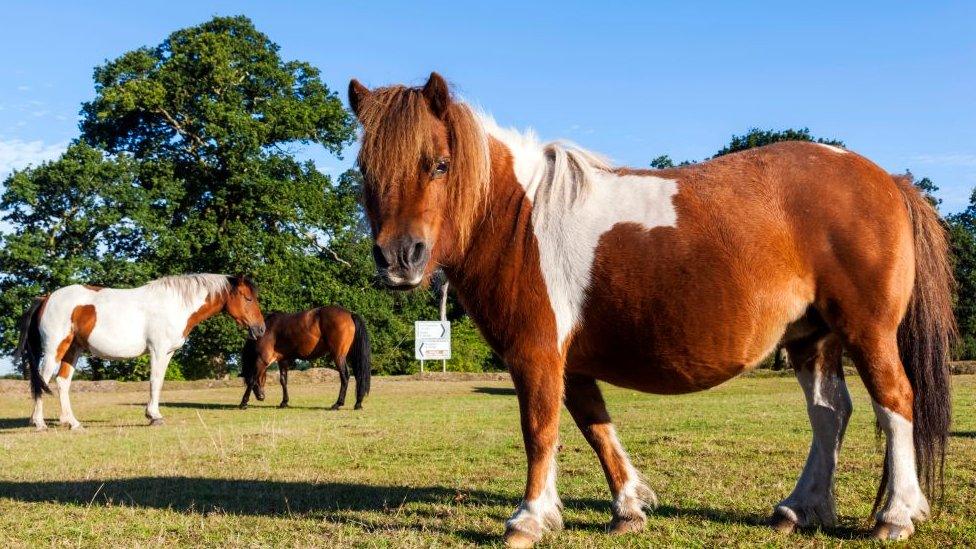 Ponies in the New Forest