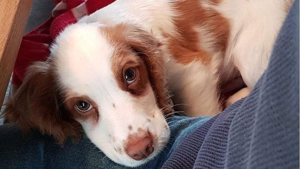 Fudge - a four-month-old male cocker spaniel