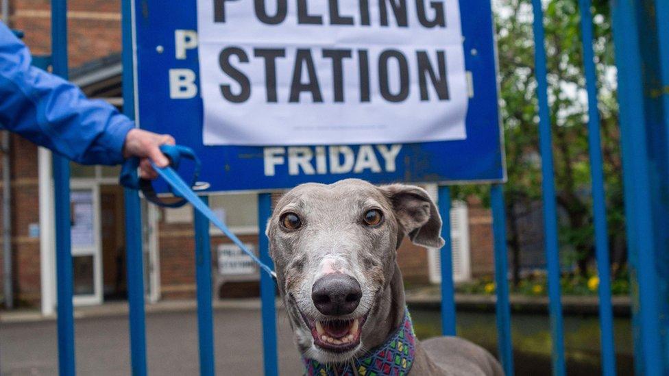 Ava, a 7 year old rescue greyhound, poses for a photo outside a polling station in Hillingdon