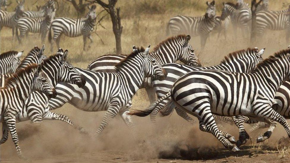 A herd of galloping zebras