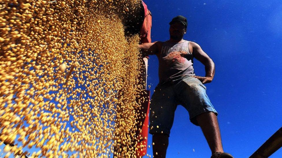 Soy beans being harvested.