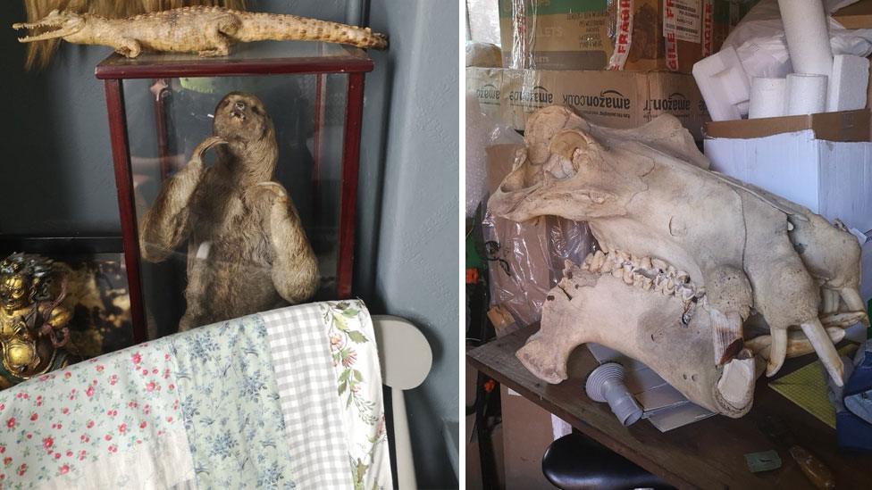 A stuffed sloth in a glass cabinet and a hippo skull on top of a unit