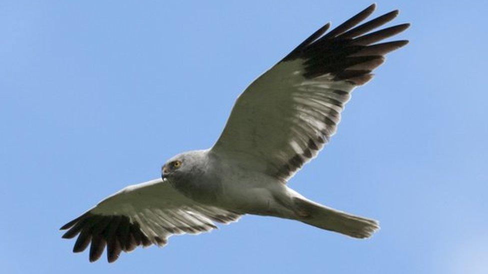A hen harrier on the Isle of Man