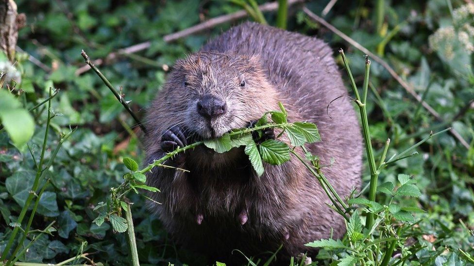 Beaver eating a bramble