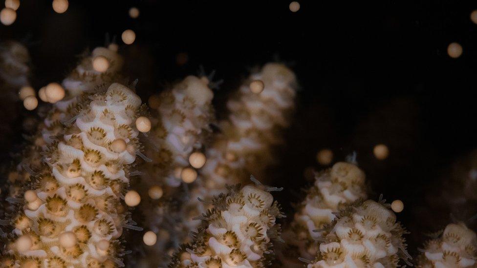 Coral spawning