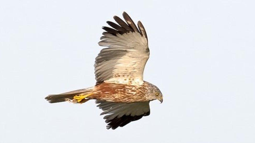 A male Marsh Harrier