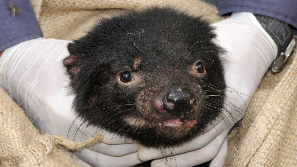 Tasmanian devil with facial tumour