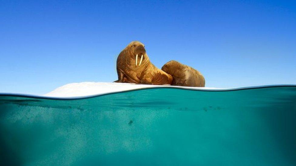 Walrus mother and calf resting on an iceberg, Svalbard, Arctic.