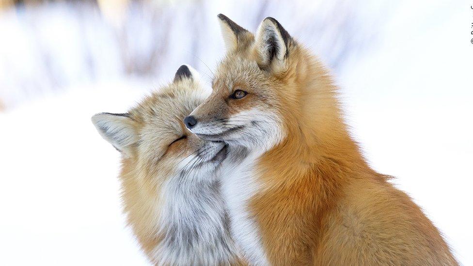 pair of red foxes