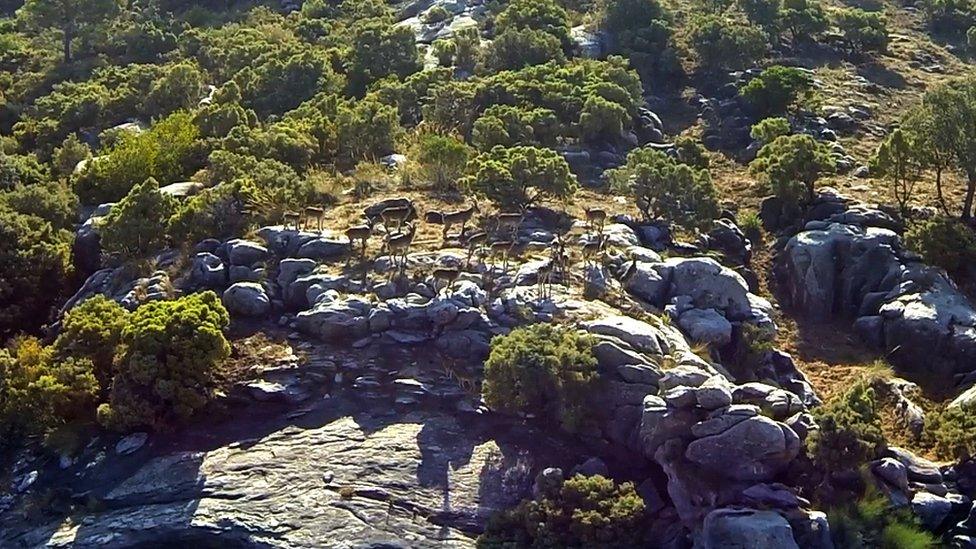 Ibex on mountainside