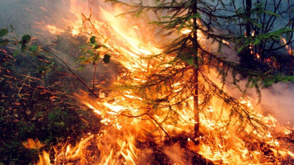 Wildfire burns in Krasnoyarsk region, Russia. Photo: 1 August 2019