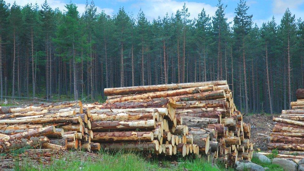 Woodpile in Scottish forest