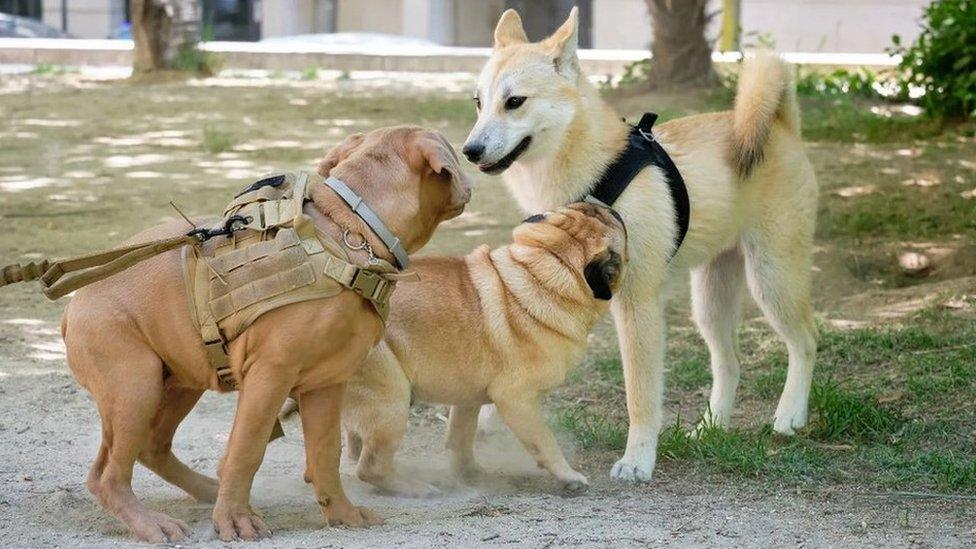 Dogs meeting outdoors