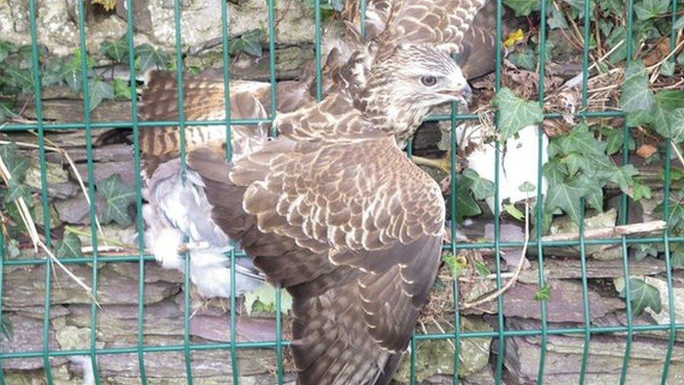 Trapped buzzard