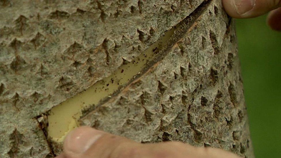 Bark strip being removed from an aspen tree