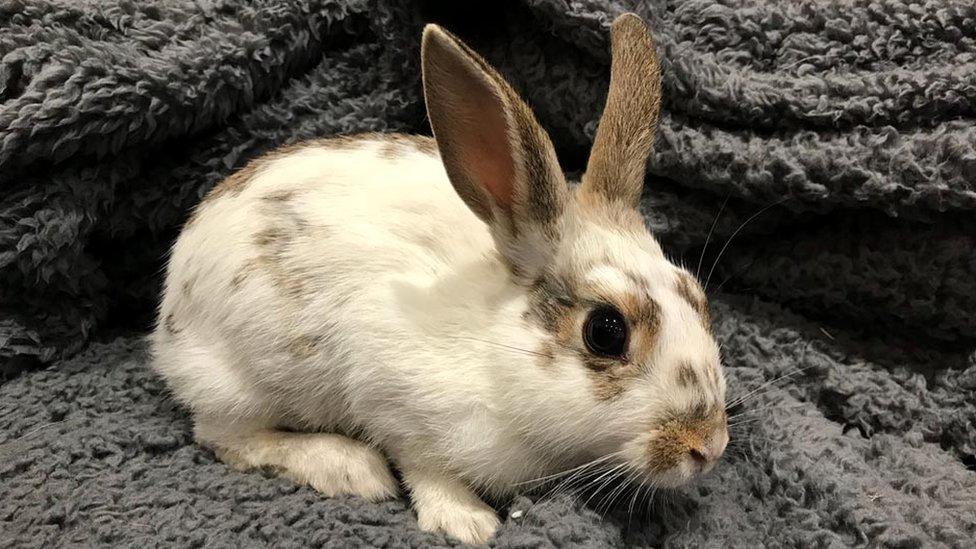 Rescued rabbit