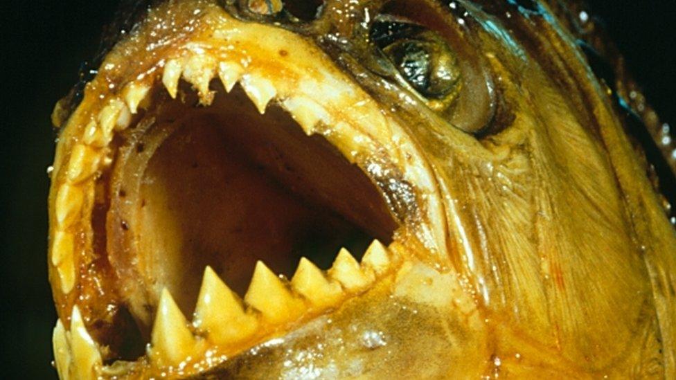 Piranha fish