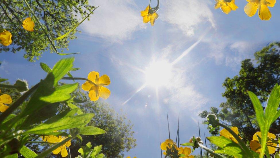 Sunlight on plants