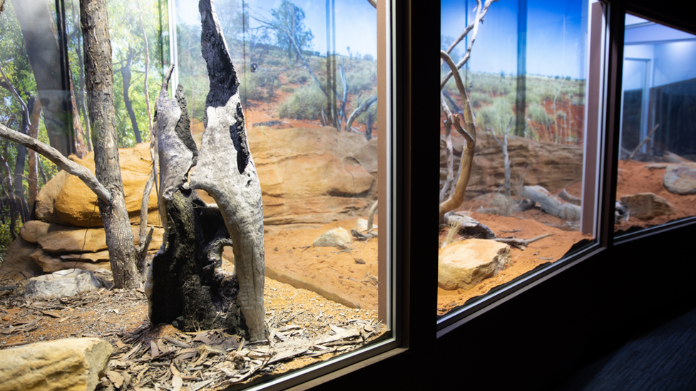 The reptile room in the Sydney Zoo