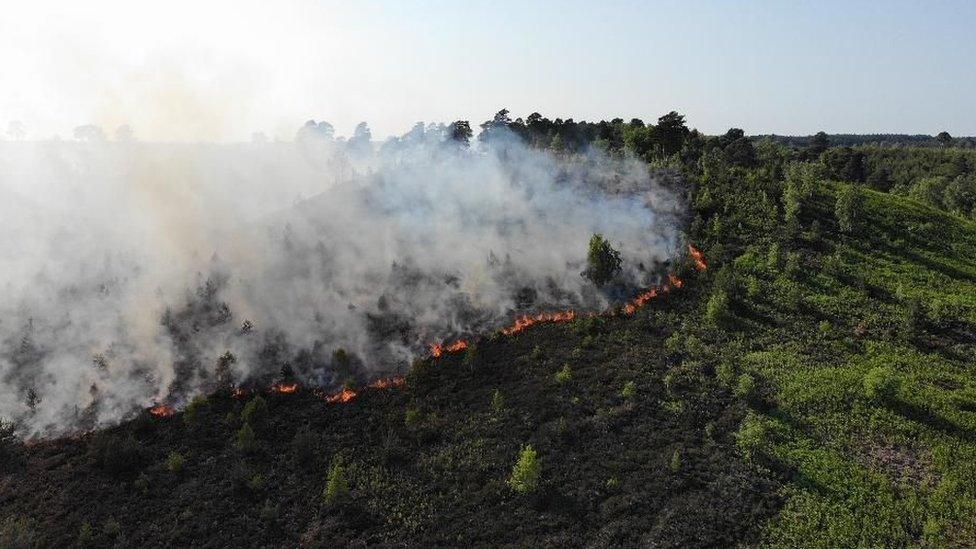 Frensham Common wildfire