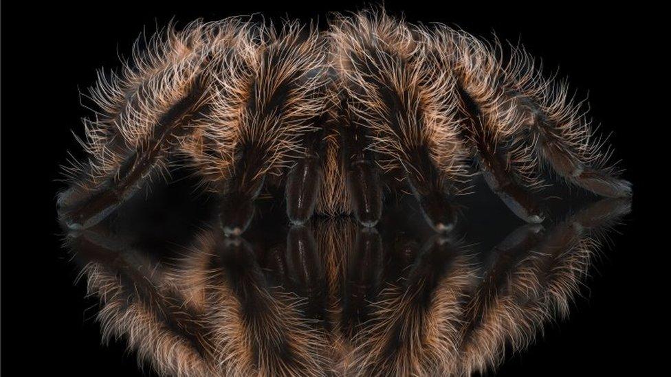 Close-up of a tarantula