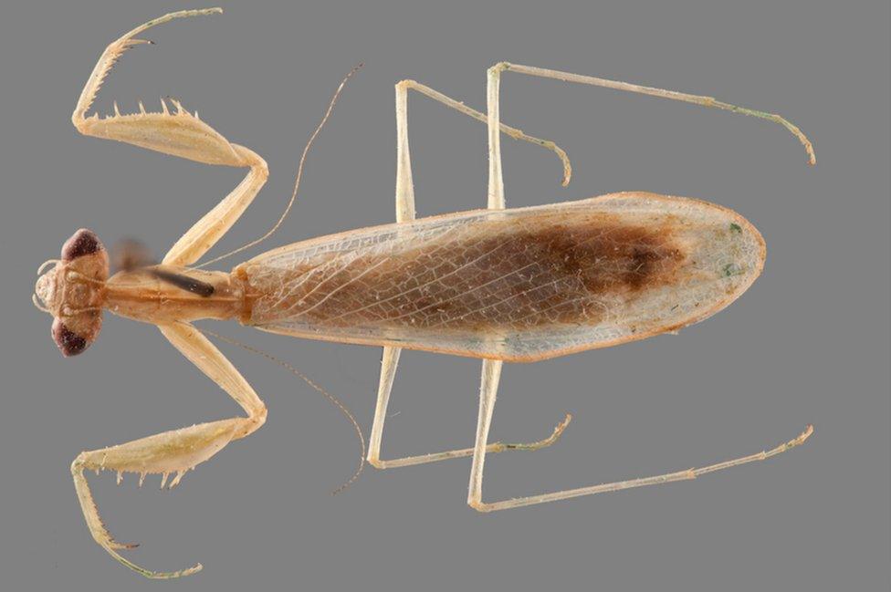 Praying mantis species named after US Supreme Court Justice - BBC News