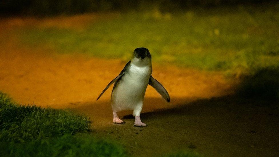 Little penguin