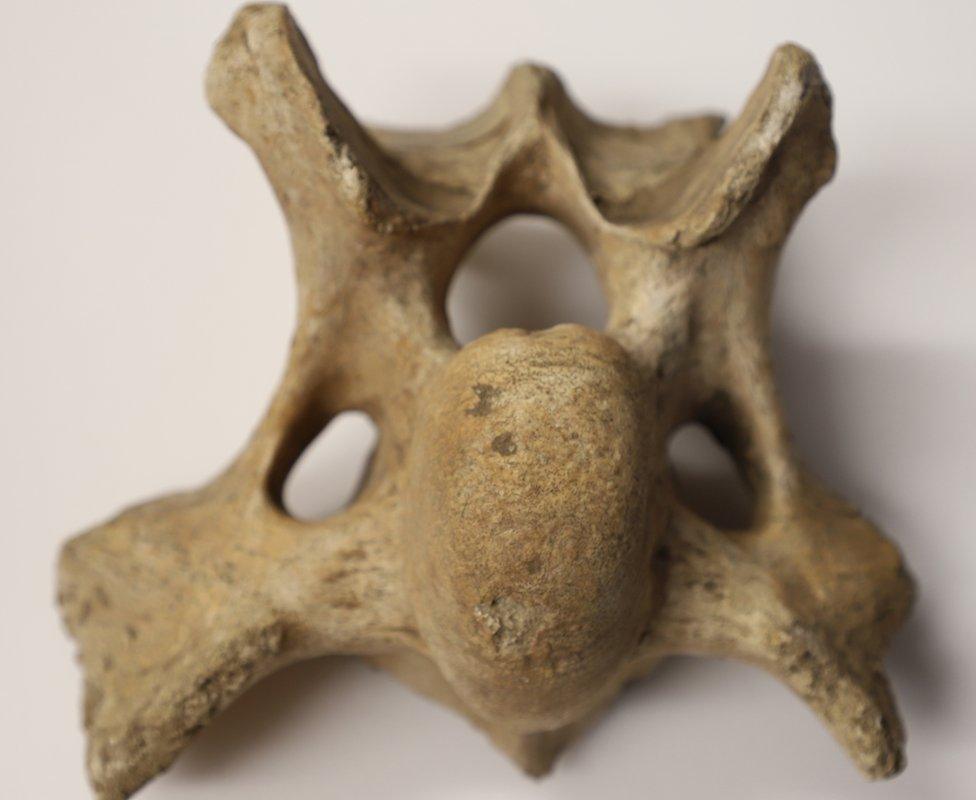 Dream Cave woolly rhino vertebra bone