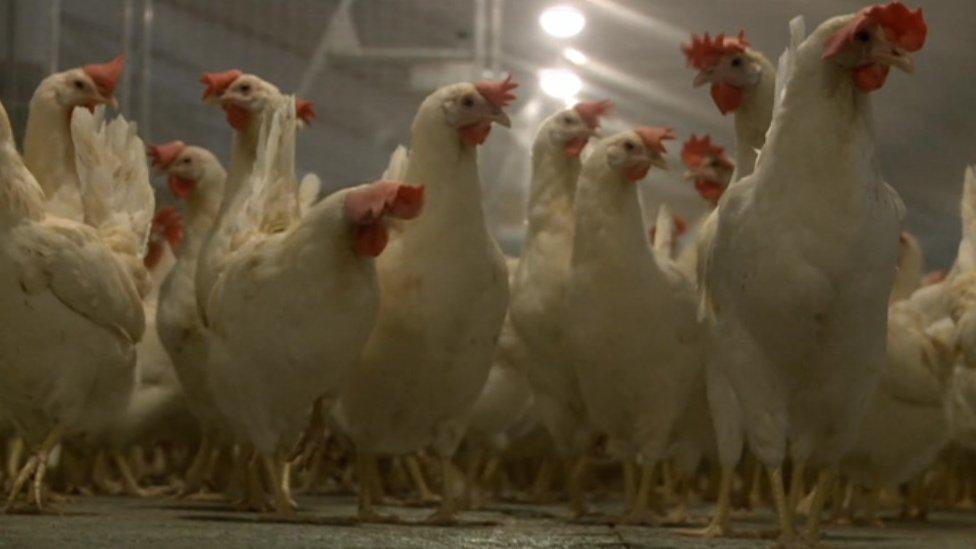 Nearly 180,000 chickens will be housed in the new factory