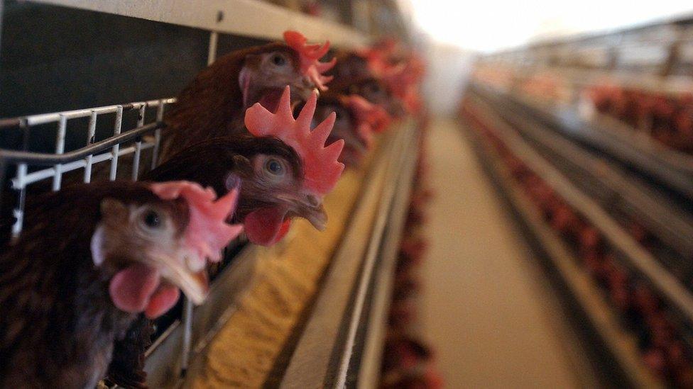 Picture taken 23 October 2005 shows caged battery hens in a chicken farm near Skopje, Macedonia.