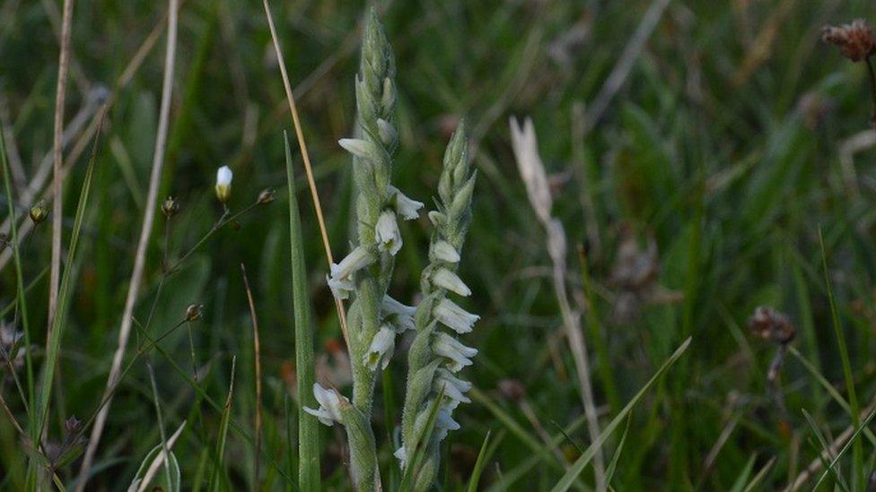 Autumn's lady's-tresses