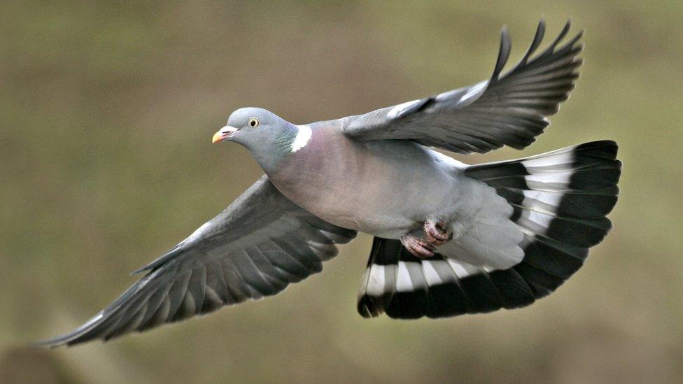 Wood pigeon