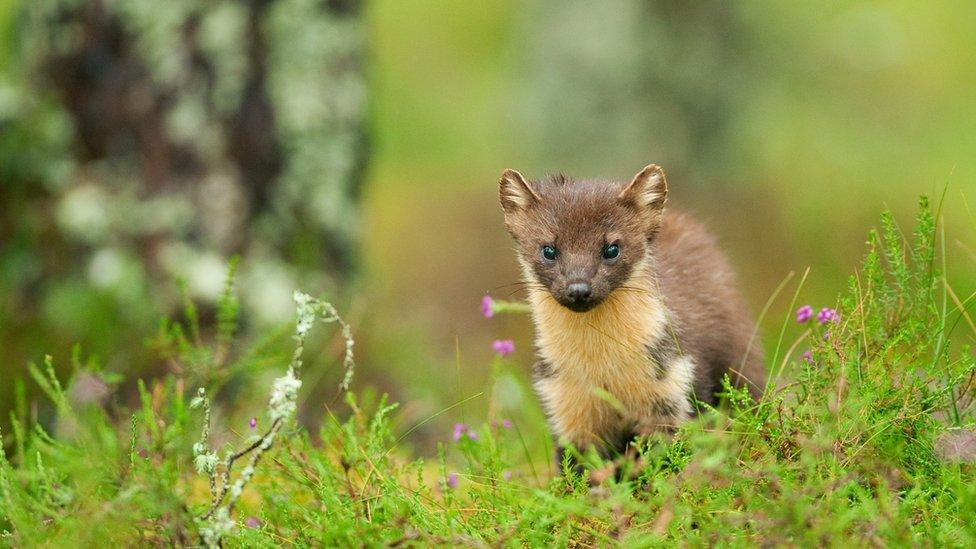 Pine marten