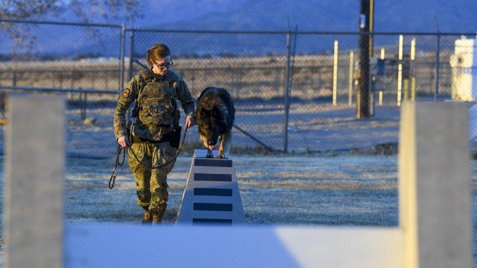 A female dog handler trains a dog