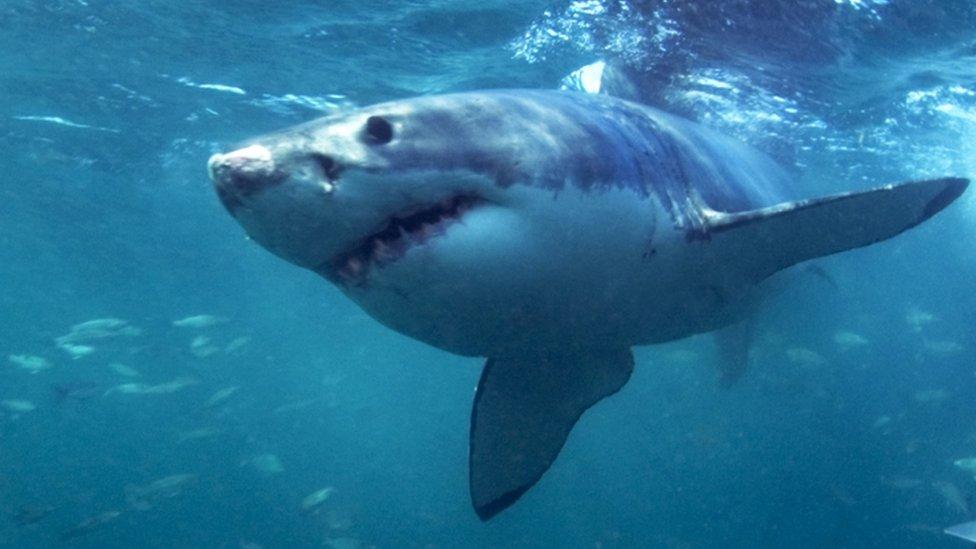 Great white shark