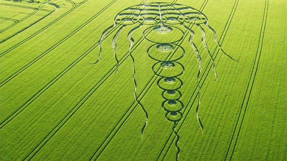 jellyfish crop circle