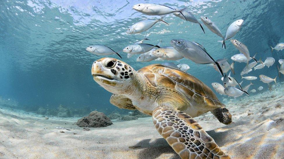 Turtle swimming under the sea