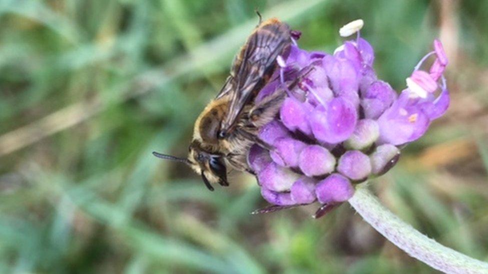 Small scabious mining bee