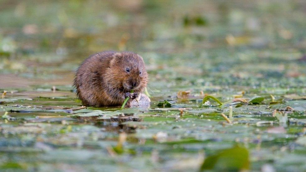 Water vole