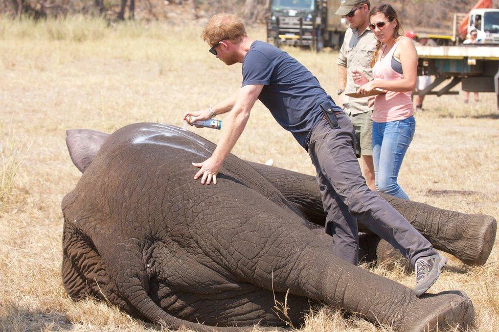 Harry marking an elephant