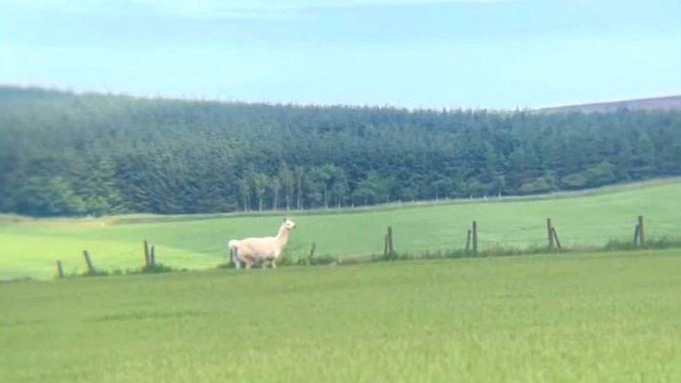 Llama in field