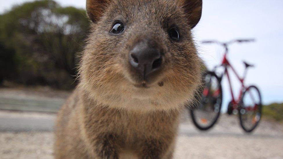 Quokka