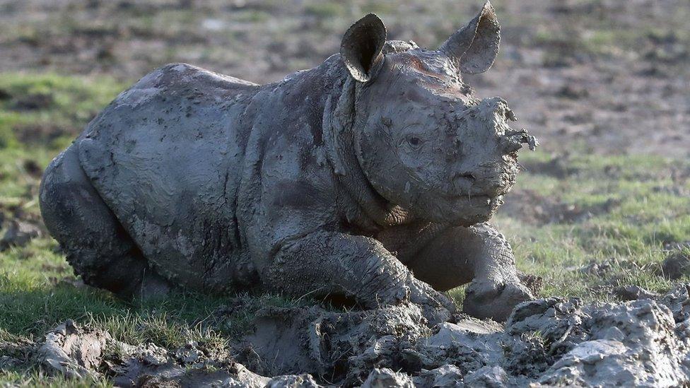 A baby rhino born December 2016 takes a mud bath at Port Lympne Reserve