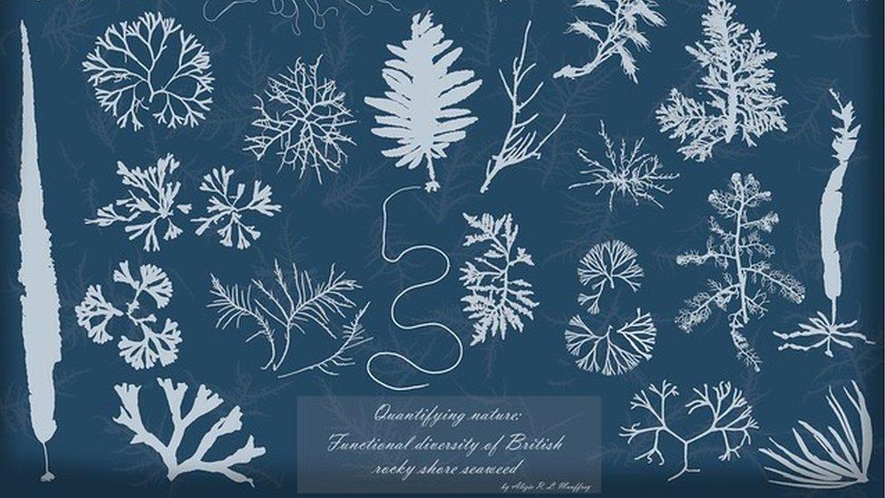 A mosaic of seaweed pressings in the style of the famous cyanotypes made by British botanist Anna Atkins during the 19th century.