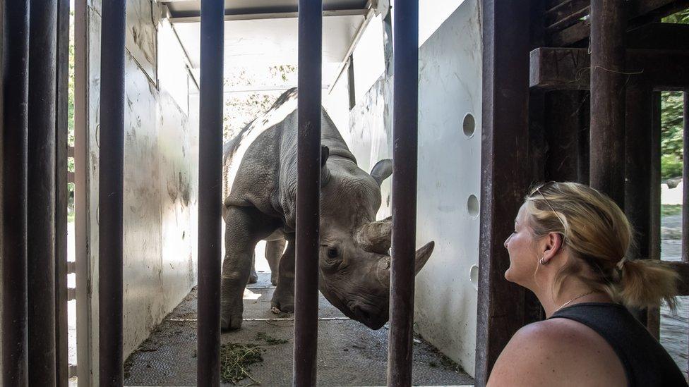 Eastern black rhino in a crate