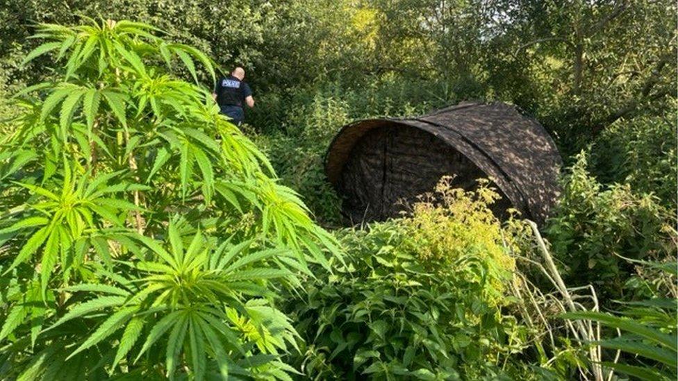 A cannabis farm in Tring