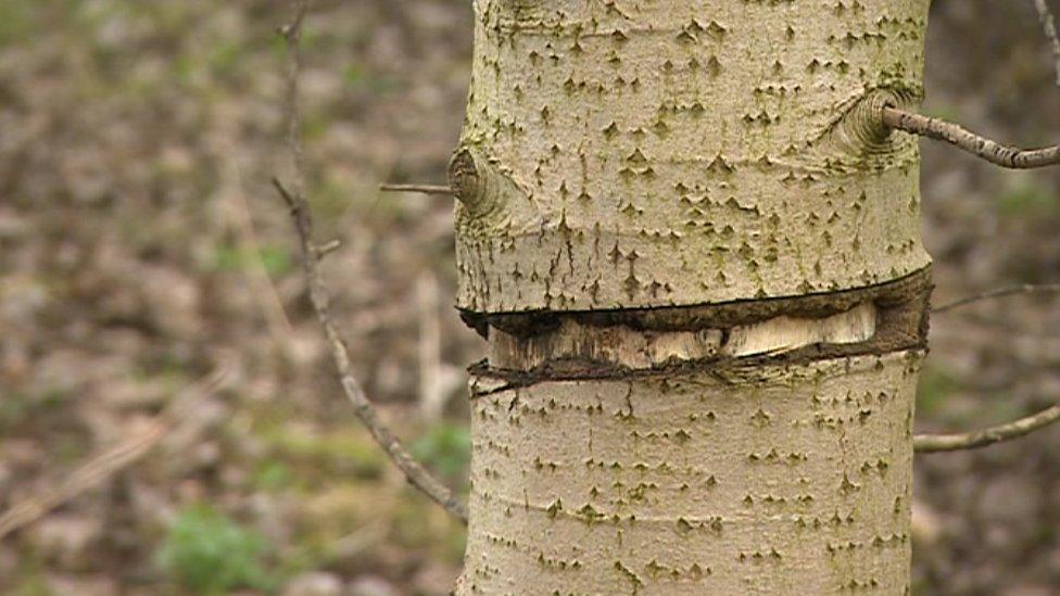 Ring of bark removed from tree