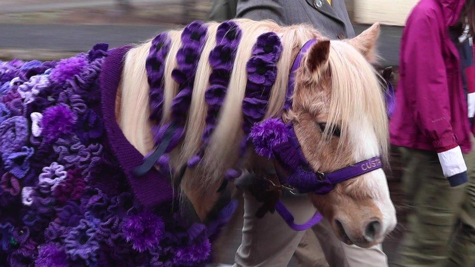 'Custard' the horse, in Bishopsteignton, for 2023 Remembrance Day